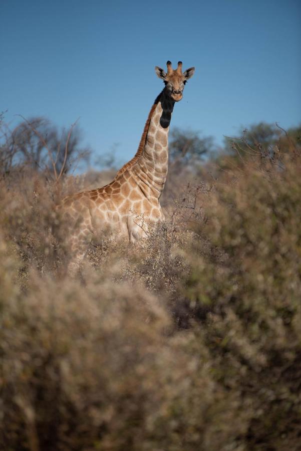 Morakane Safari Lodge Vryburg Eksteriør bilde